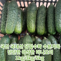 국산 국내산 당일수확 수분가득 단단하고 아삭한 미니오이 1kg/3kg/5kg 미니오이1키로 아삭미니오이 미니오이스낵오이 피클용미니오이 피클오이 미니오이 베이비오이 꼬마오이, 1kg, 1개