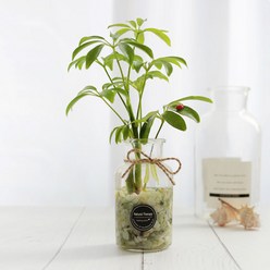 그린테라피 수경재배 식물 유리병 실내 공기정화식물 수경식물키우기 DIYSET, 홍콩야자+직선