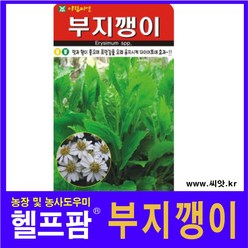 향이좋은 부지깽이씨앗(100립)(A0056), 1개