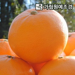 귤나무 유실수 가림원예조경, 황금향 7치화분 결실주, 1개