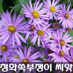 [해피플라워] 청화쑥부쟁이 늦쑥부쟁이 씨앗 0.1g(약 300립) / 봄 여름 가을 파종 꽃씨, 1개