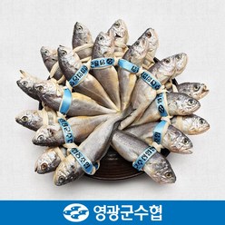 [영광군수협]법성포 영광 굴비 세트 2.1kg(역걸이/20미)