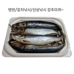 물고기 정어리 국산 낚시 선상낚시 가능 활어 생선 부산 갈치, 상세페이지 참조, 상세페이지 참조