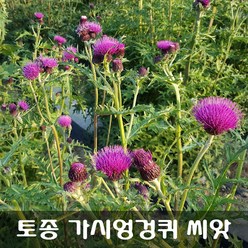 [해피플라워] 23.06월에 수확한 토종 가시엉겅퀴 씨앗 3g(약 1200립) / 봄 여름 가을 파종 약초 종자, 1개