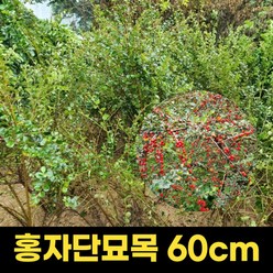 노랑말채 1m 1주 말채나무 묘목 노랑가지 공원수, 상세페이지 참조, 상세페이지 참조