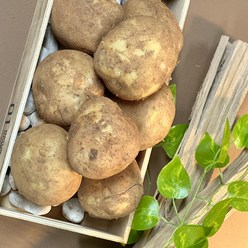 대관령 감자 23년 햇감자 수미감자 두백감자 국내산 5kg 상품, 감자 중 (알감자/통구이용)​ 5kg, 1개