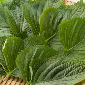 국내산 깻잎 밀양깻잎 쌈용 깻잎, 50단, 2kg, 1개