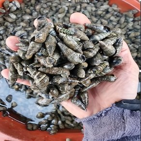 충남태안 생물 활갯고동 빠리고동1kg 살아서 싱싱하게, 1개, 1kg
