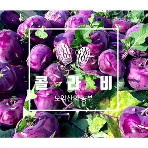 모악산의 농부 콜라비 제철음식 보라색무고당도 비타민 항암 당뇨 효능, 1개, 2kg