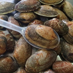 국내산 싱싱한 활 바지락 1kg / 당일조업 통영직송, 1개