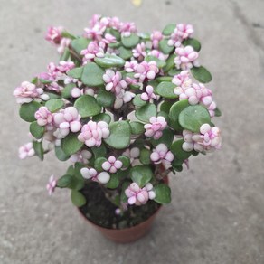 핑크 아악무 외목대 은행목 아악무 사랑목 핑크아악무 금과옥 공기정화식물 다육식물 분갈이, 1개, 기본