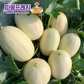 따봉프레시 3차선별 고당도 설향메론 성산메론 백화점상품 프리미엄급, 5kg, 1개