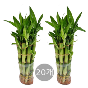 도도팜 1+1+1 개운죽 20cm (30개) / 개운죽10cm(30개) / 개운죽20cm (20p) / 개운죽30cm (20개) 수경식물 공기정화식물 실내먼지제거 생화, 03. 개운죽20cm(20p) 1개, 1개
