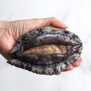 완도사랑 싱싱할 활 전복 1kg, 1박스, (중전복) 15-16미 (손질칼 증정), 1kg