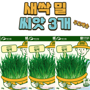 밀싹 씨앗 3개 새싹씨앗 새싹채소 밀싹키우기 새싹재배 캣그라스