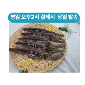 국내산 오징어 통찜용 초코오징어 통오징어 5미10미 1kg 2kg내외통찜용 숙회용 생물 오징어 급냉오징어, 중(180g전후 x 5미), 1개