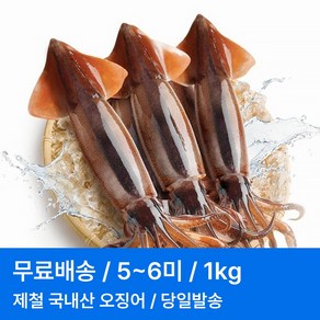 국내산 동해 속초 당일조업 활 오징어 1kg 5~6미, 1개