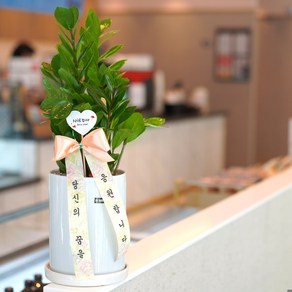 부자되는 금전수(돈나무) 개업 승진 생일 결혼 축하 중형 돈나무 화분, 1개, 혼합색상