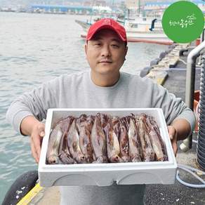 [최고다농수산] 주문진 당일조업 산오징어 선동오징어 냉동 초코오징어통찜 생물 활 오징어회, 1개, 냉동오징어 1kg내외 (3~5미)