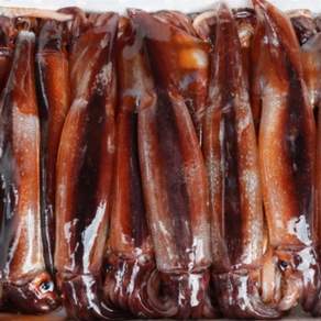 중대사이즈 태안 신진도 생물 활오징어 초코오징어 1kg 4-5미, 1박스, 오징어 4-5미 1kg