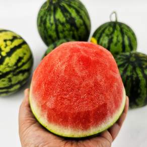 깍아먹는 애플수박 소과, 1개, 500g-1.2kg(소과 1-2통)