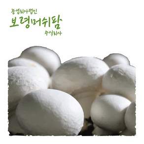 [보령머쉬팜]양송이버섯 특품 1kg, 1개, 흰색양송이 특품1kg