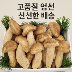 [프리미엄 국산] 송향버섯 500g 1kg / 송화버섯 / 항산화 건강식품 / 면역력 관리 / 다이어트 버섯, 1개