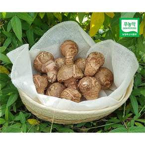 참송이버섯 국내산 무농약 GAP인증 (실속형가정용), 1개, 1kg