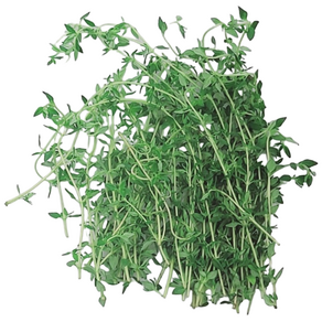 쉐프의정원 백리향(타임 허브), 백리향(타임), 1개, 100g