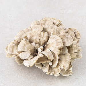곰곰 잎새버섯, 120g, 1개