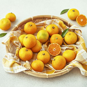곰곰 당도선별 10brix 한입 감귤, 800g, 1팩