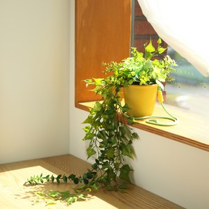 뷰티풀데코센스 조화 행잉플랜트 L, 망고, 1개