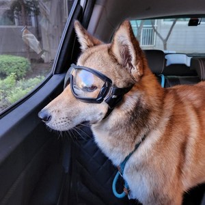 강아지 선글라스 애견 고글 도글라스 멍글라스 개글라스 소형견 중형견 대형견 반려견, 중.대형견용, 클리어미러