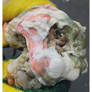 [산지직송] 프리미엄 홍게 대게 품질보증 영덕 울진 포항 자숙 연지홍게 박달홍게 3kg, 1개, [프리미엄]박달형 3kg 9~11미