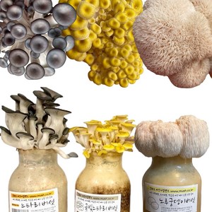 버섯키우기, 3종 금빛+느타리+노루