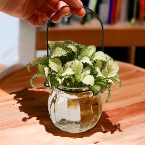 미미네아쿠아 수경 화이트스타 만들기 DIY 세트, 1세트