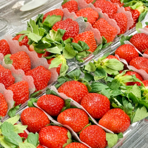 마이팜 홍희 설향 고당도 제철 딸기, 1개, 1kg (특)