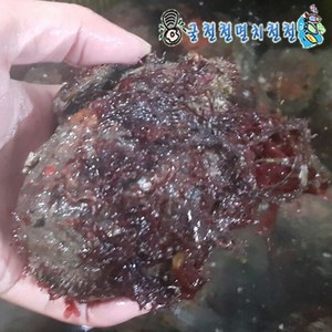 [굴철철] 제철 해산물 골라담기, 1개, 돌멍게1kg