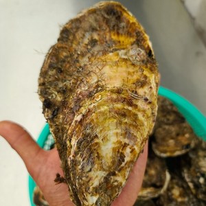 프레시퍼스트 산지직송 통영석화 각굴 삼배체굴 특대왕굴, 삼배체석화3kg, 1개