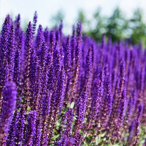 [팝플라워 허브씨앗] 숙근사루비아 30립, 1개