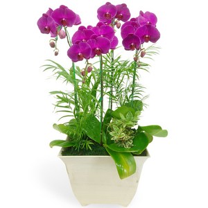 꽃뜨랑 축하화분 행운목 스투키 홍콩야자 동양난 서양난 화환 전국당일꽃배달, B10 핑크호접(중), 1개