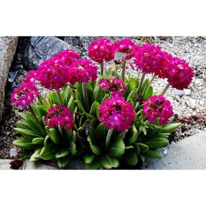 드럼스틱앵초-루빈셀렉션 8cm포트묘 (모종3개묶음) 노지월동다년초 봄개화 번식용 [꽃심야생화], 단일수량