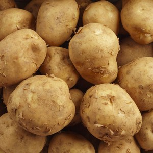 포슬포슬 국내산 햇 감자, 5kg / 특, 1박스
