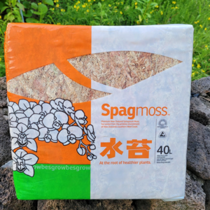 단지네 뉴질랜드 수태 500g+(장식)무당벌레셋트, 1개