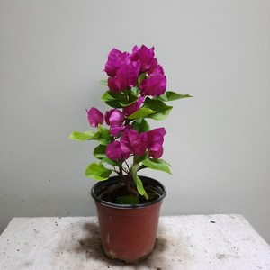 부겐베리아 야생화 소품 꽃은 게절에따라 없을수있음, 1개