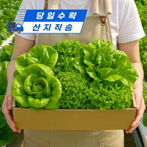 [달디상회] 유러피안 쌈채소 프리미엄 샐러드 산지직송 국내산, 1개, 1kg