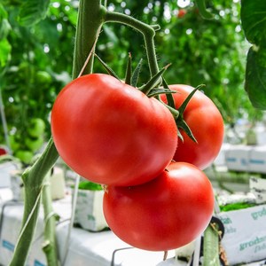 [가락시장 인기] 새벽경매 토마토 완숙 찰토마토 최상품 유럽종, 1세트, 5kg 못난이 혼합과