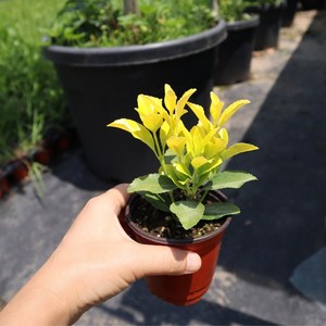야생화 모종 노지월동 다년초 꽃화분 포트묘, 1개, 황금사철나무식물 A타입 길이: 13cm