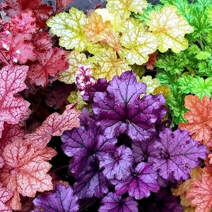 [모야모 꽃씨] 휴체라(서양바위취) 혼합색 씨앗, 1개