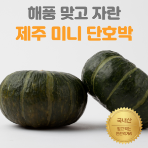 [특품] 당도높은 제주 미니단호박 미니밤호박, 2kg(3~9수 내외 실중량 1.8kg), 1개